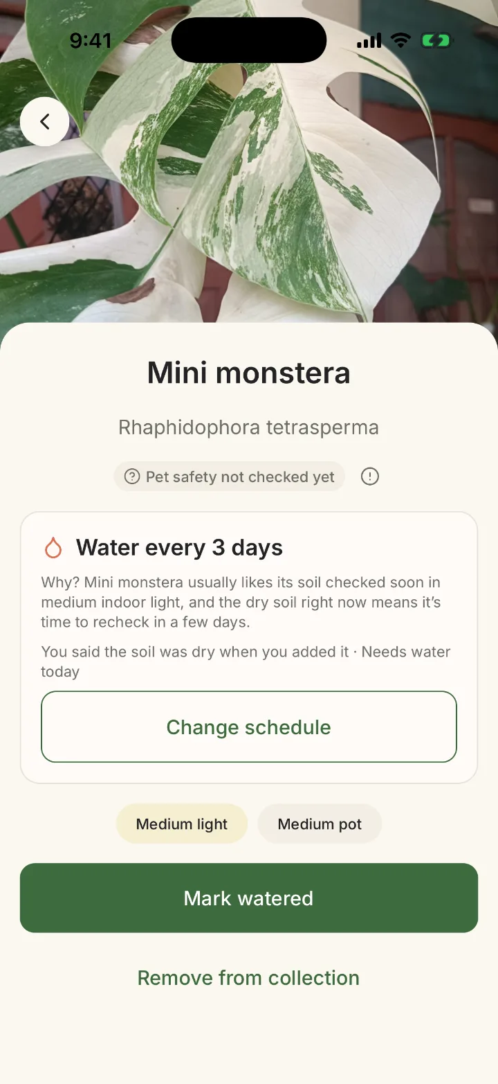 A plant page in Vivaz showing the species and its watering schedule